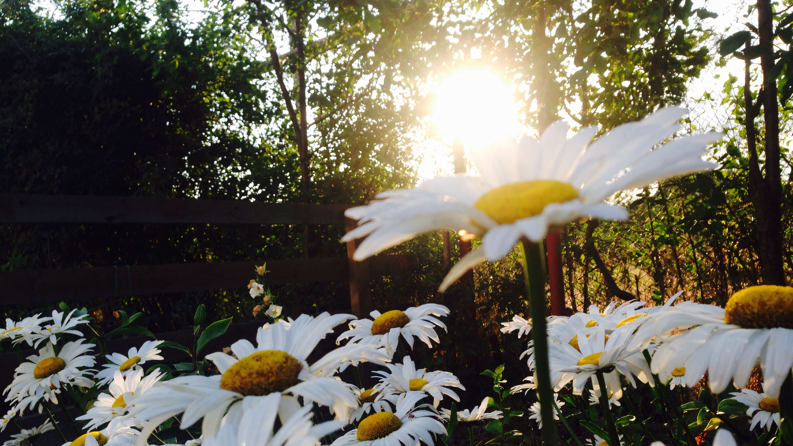 wallpaper anh chill hoa buon 2560px 1440px 2k 11