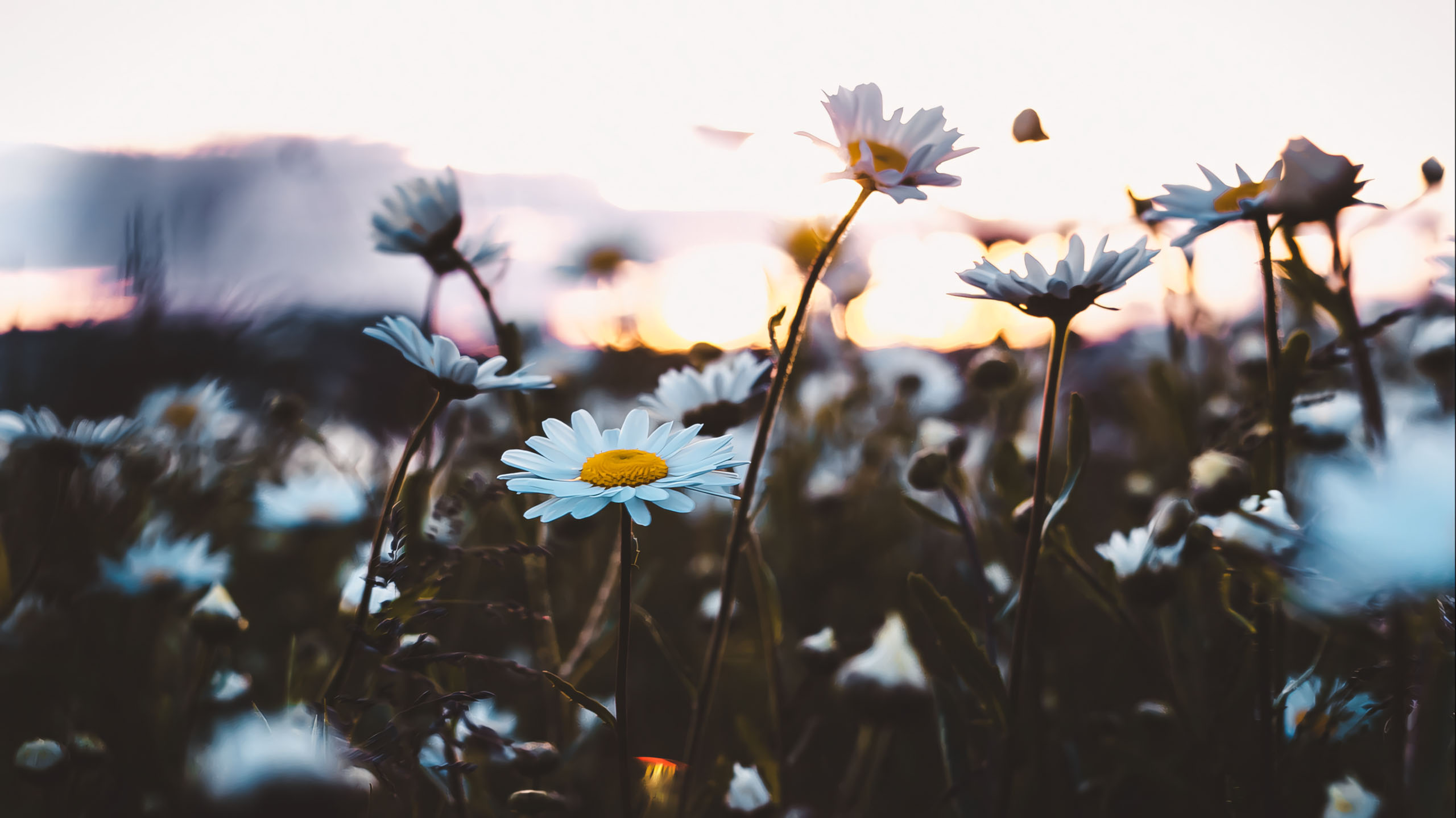 wallpaper anh chill hoa buon 2560px 1440px 2k 10