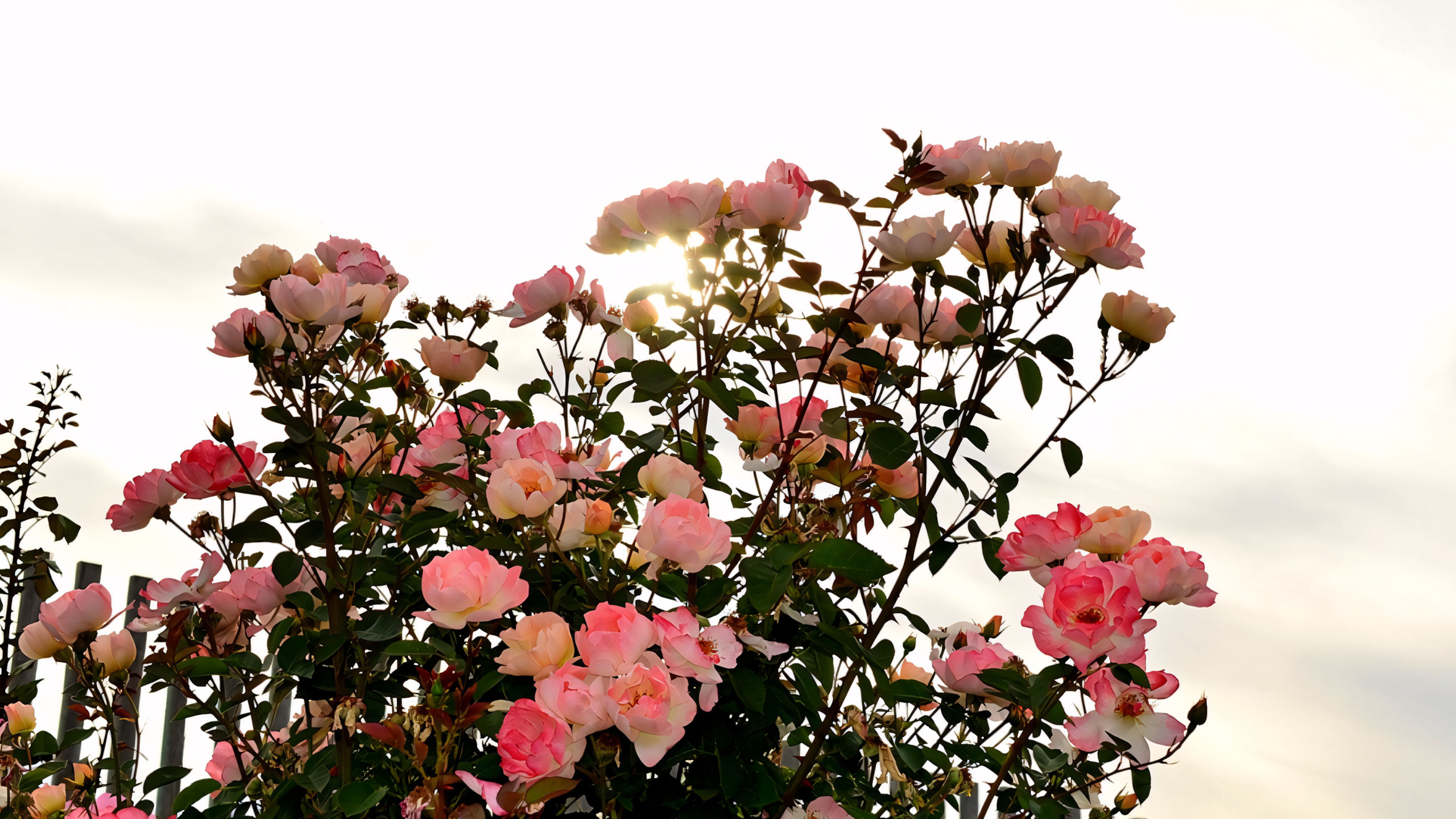 wallpaper anh chill hoa buon 2560px 1440px 2k 9