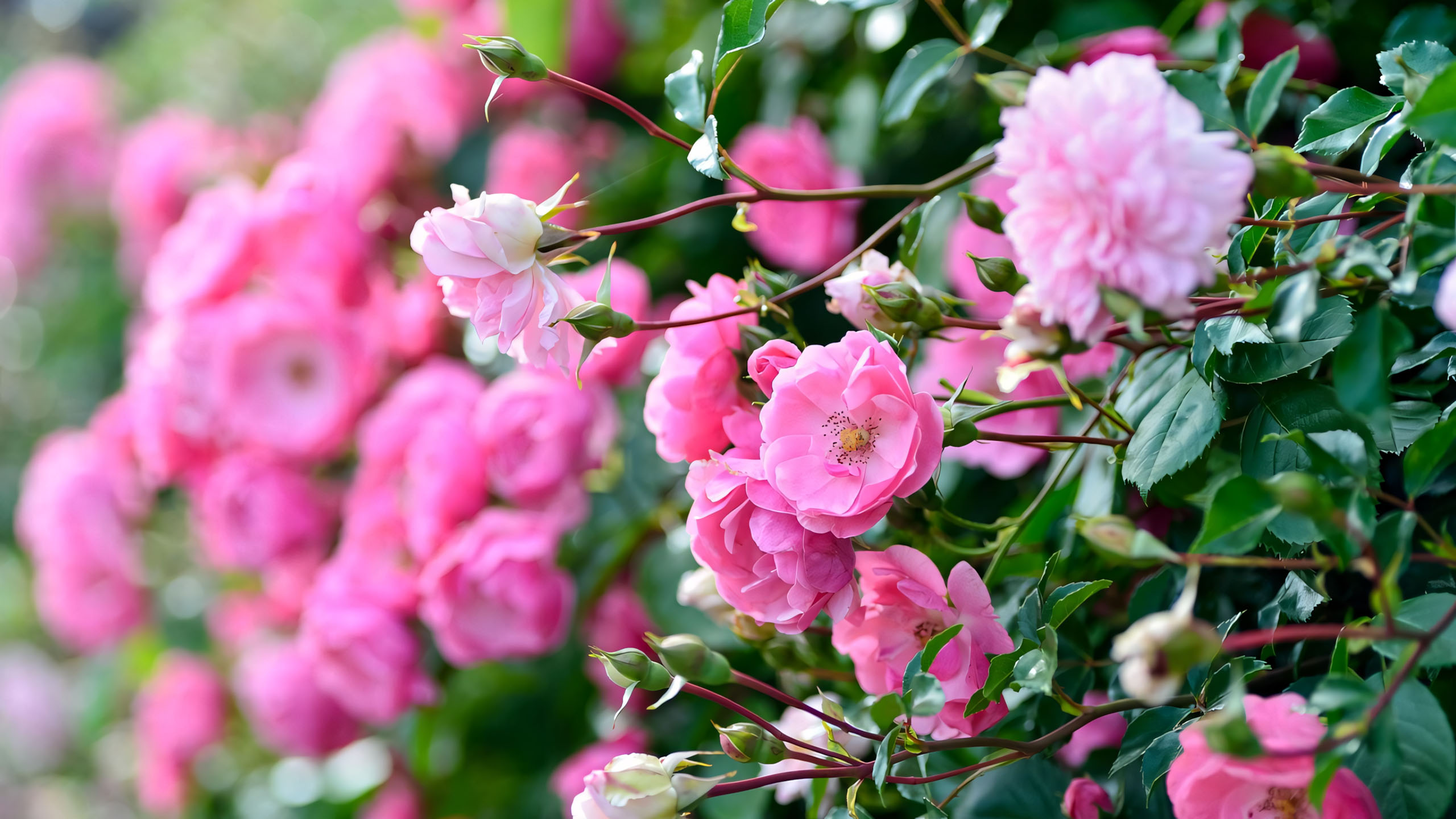 wallpaper anh chill hoa buon 2560px 1440px 2k 8