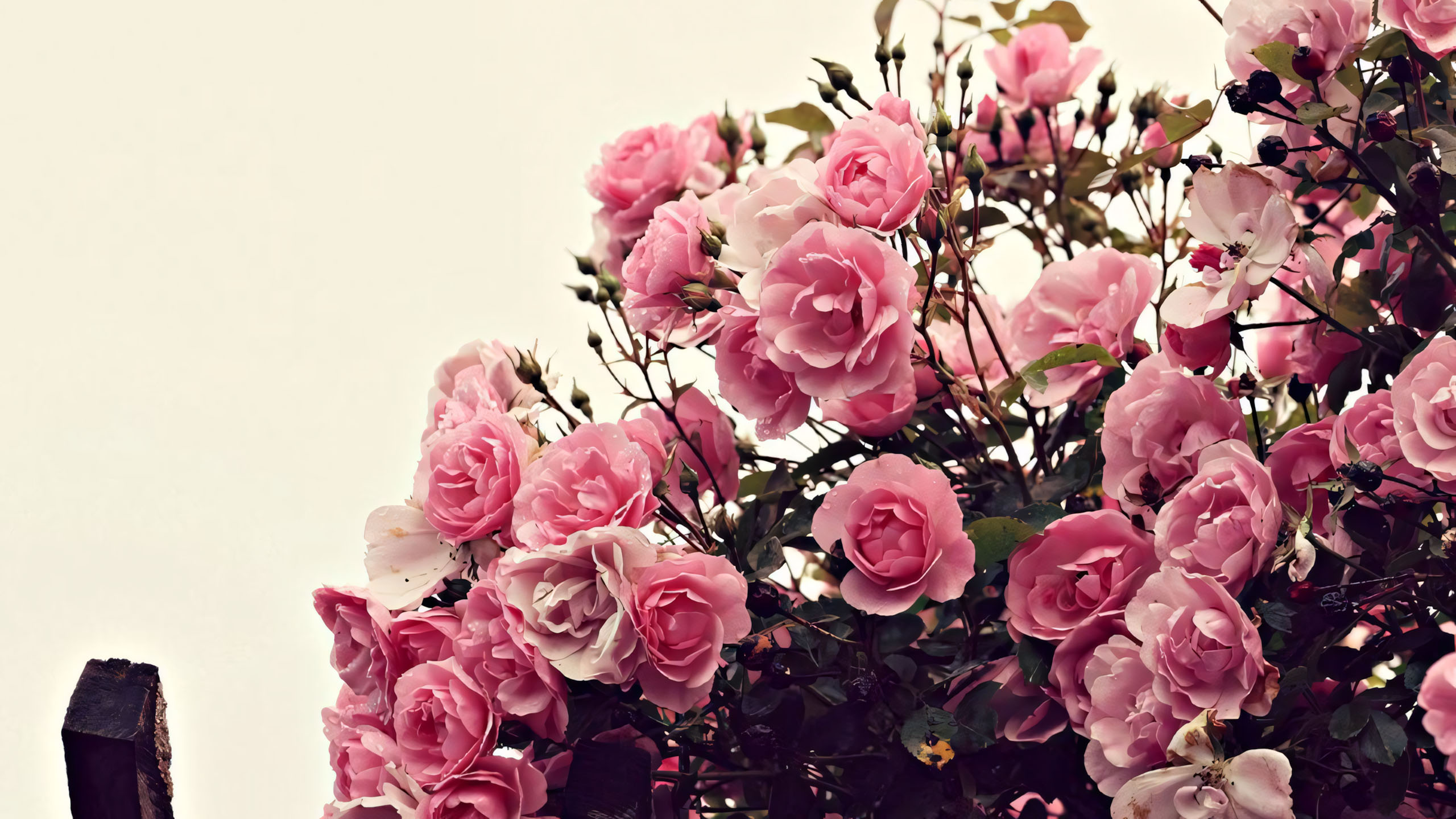 wallpaper anh chill hoa buon 2560px 1440px 2k 7