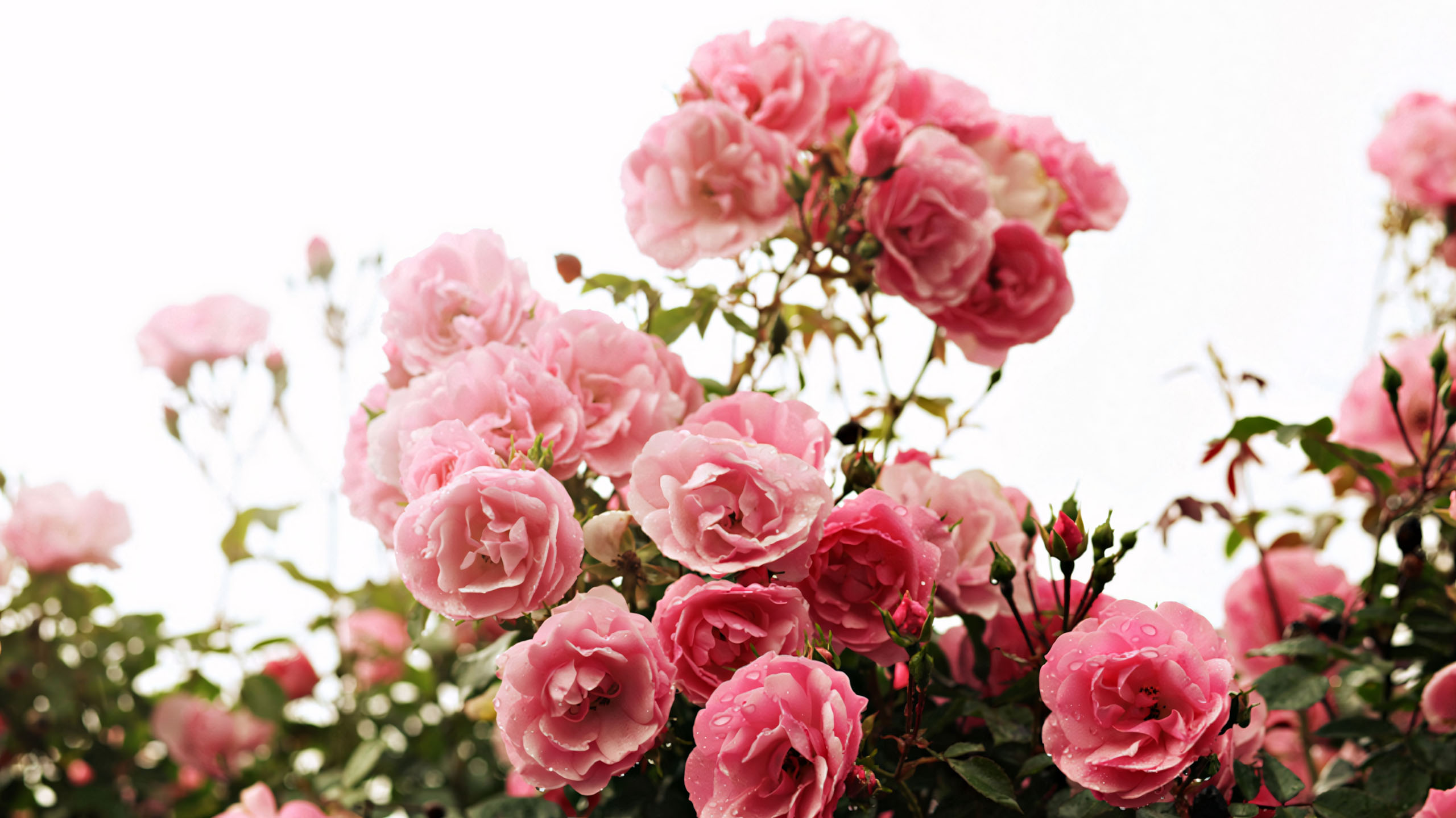 wallpaper anh chill hoa buon 2560px 1440px 2k 6