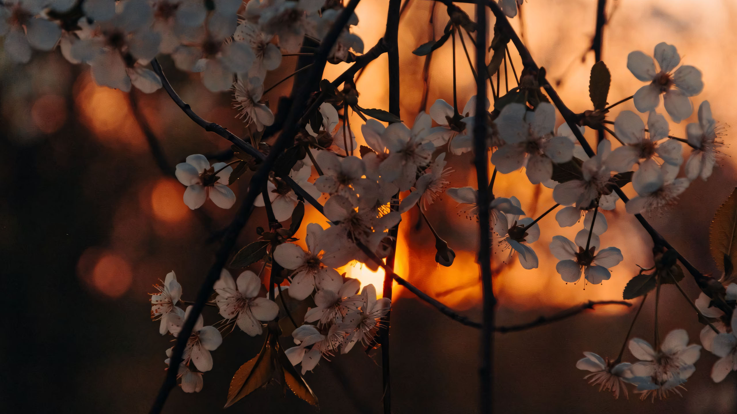 wallpaper anh chill hoa buon 2560px 1440px 2k 5