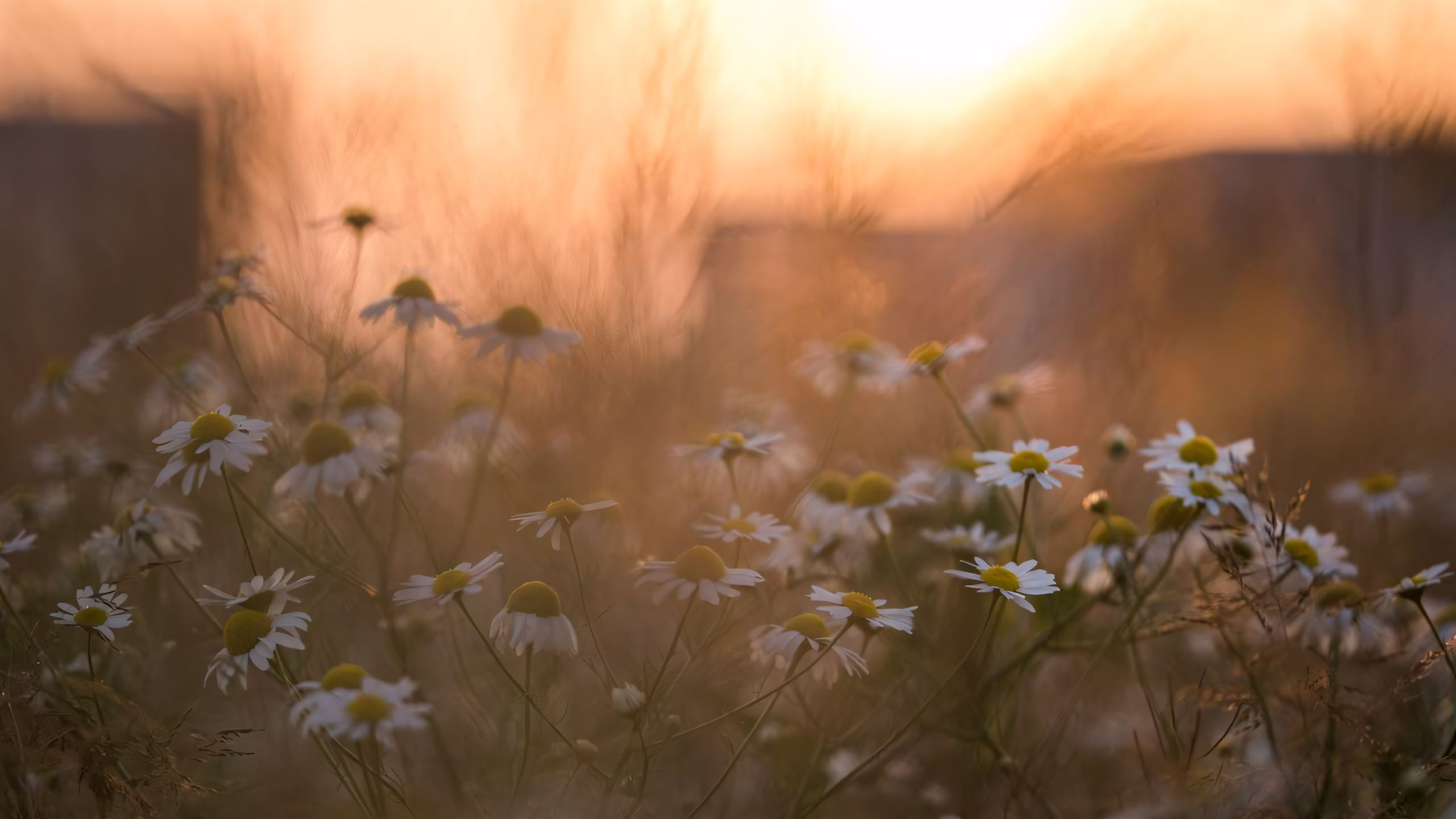 wallpaper anh chill hoa buon 2560px 1440px 2k 4