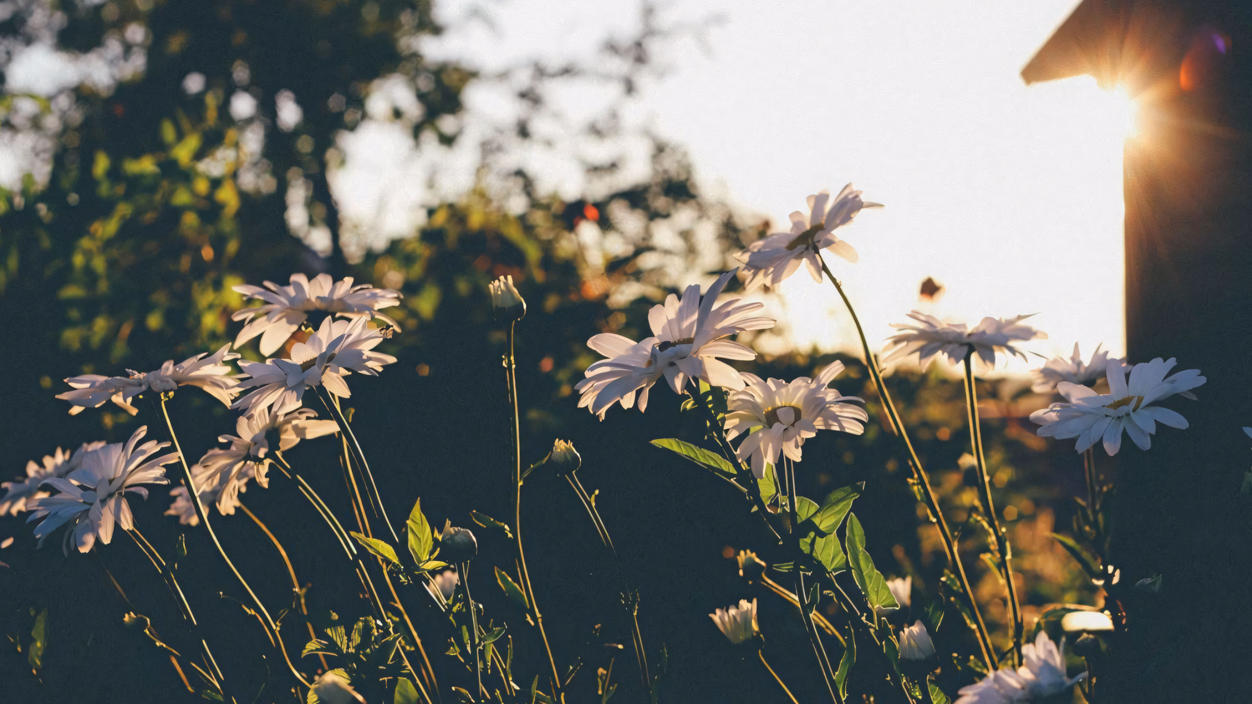 wallpaper anh chill hoa buon 2560px 1440px 2k 3