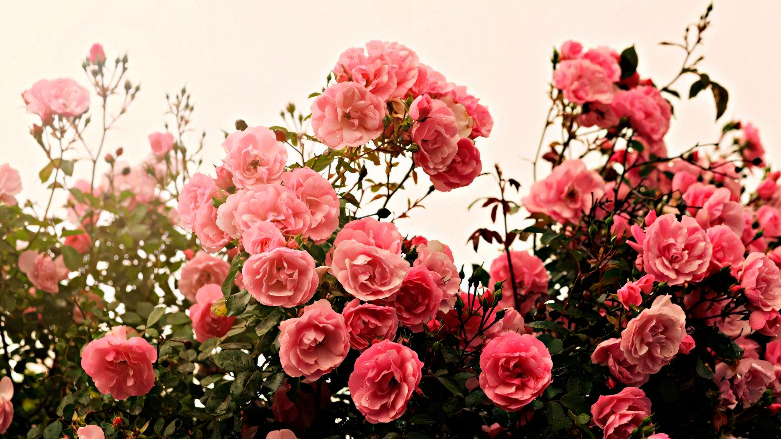 wallpaper anh chill hoa buon 2560px 1440px 2k 2