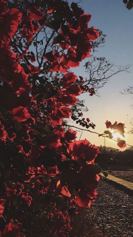 990+ Ảnh Hoa Chill Buồn 🌫️📱🌸, Hình Nền Iphone Hoa Chill Buồn, Tâm Trạng