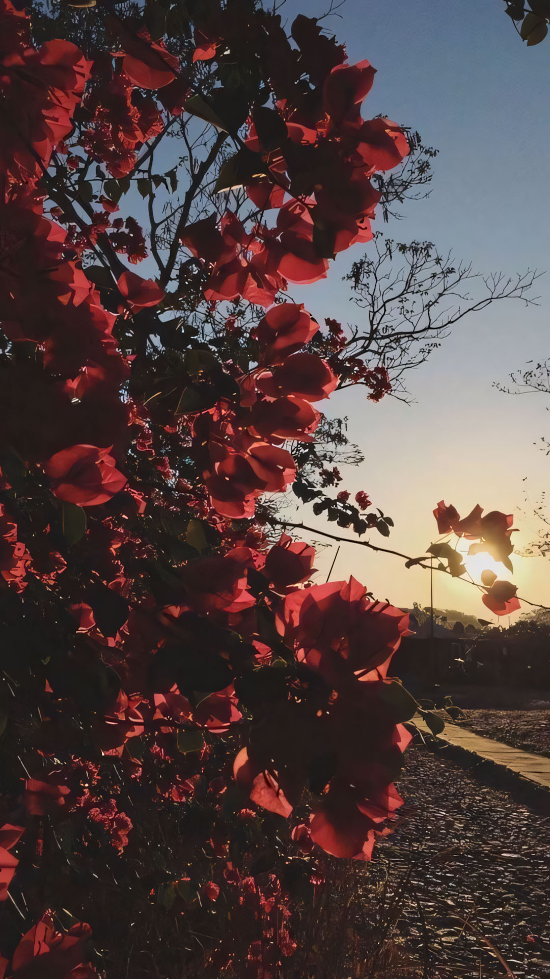 phong canh anh chill hoa buon 1920px 1080px full hd 1