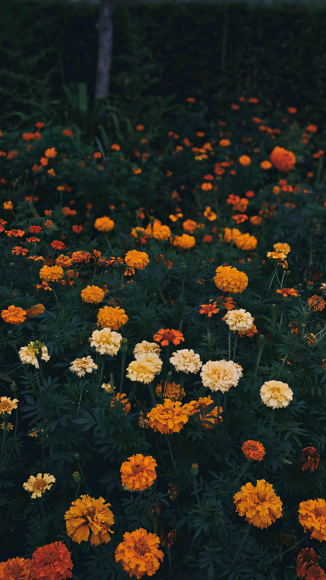 phong canh anh chill hoa buon 1920px 1080px full hd 12