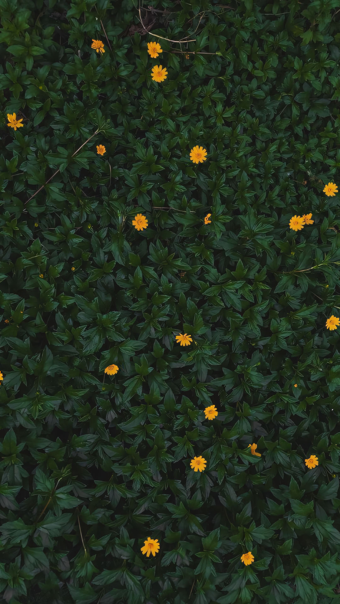 phong canh anh chill hoa buon 1920px 1080px full hd 11