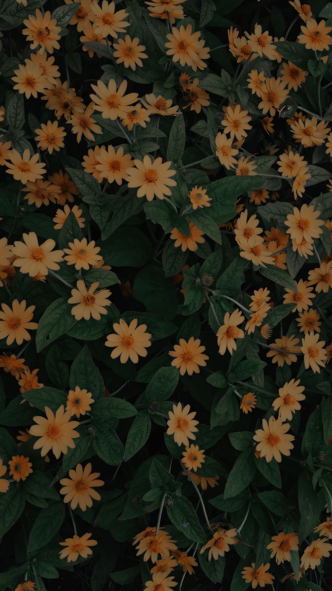 phong canh anh chill hoa buon 1920px 1080px full hd 10