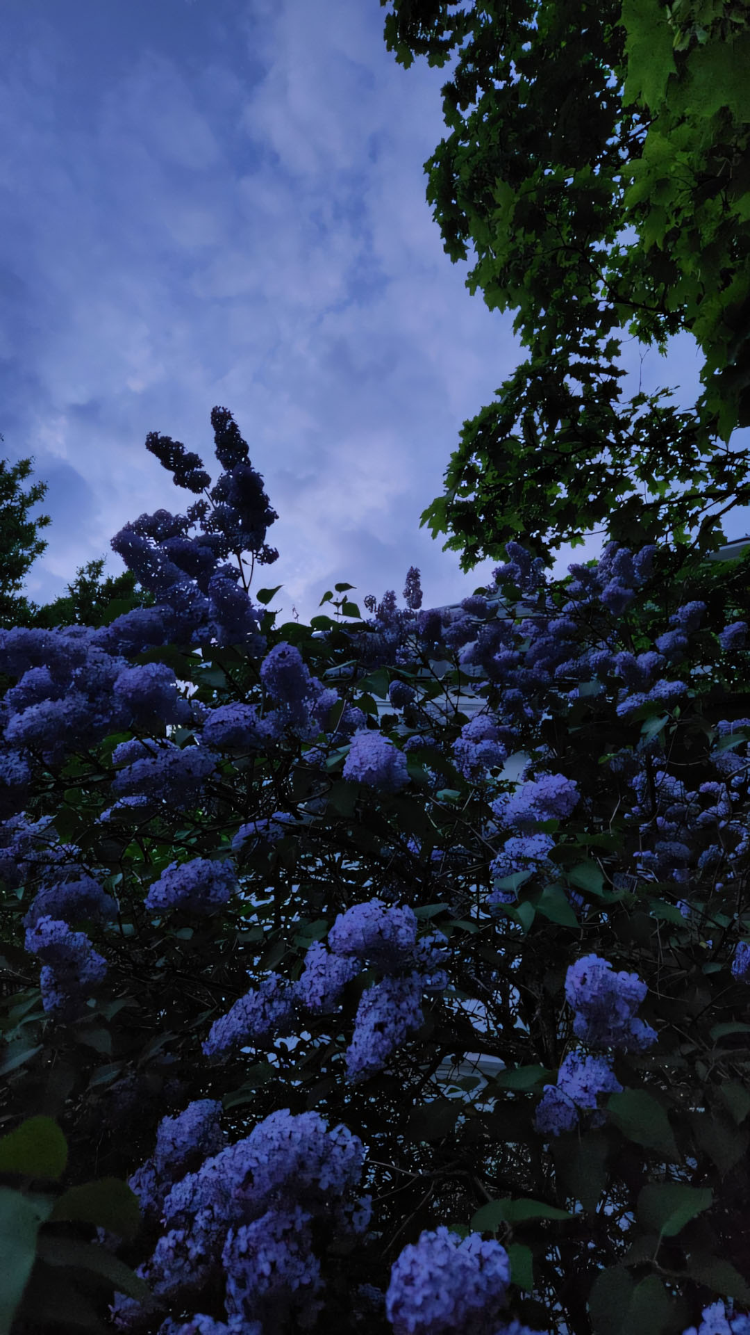 anh nen chill chill hoa buon 1920px 1080px full hd 9