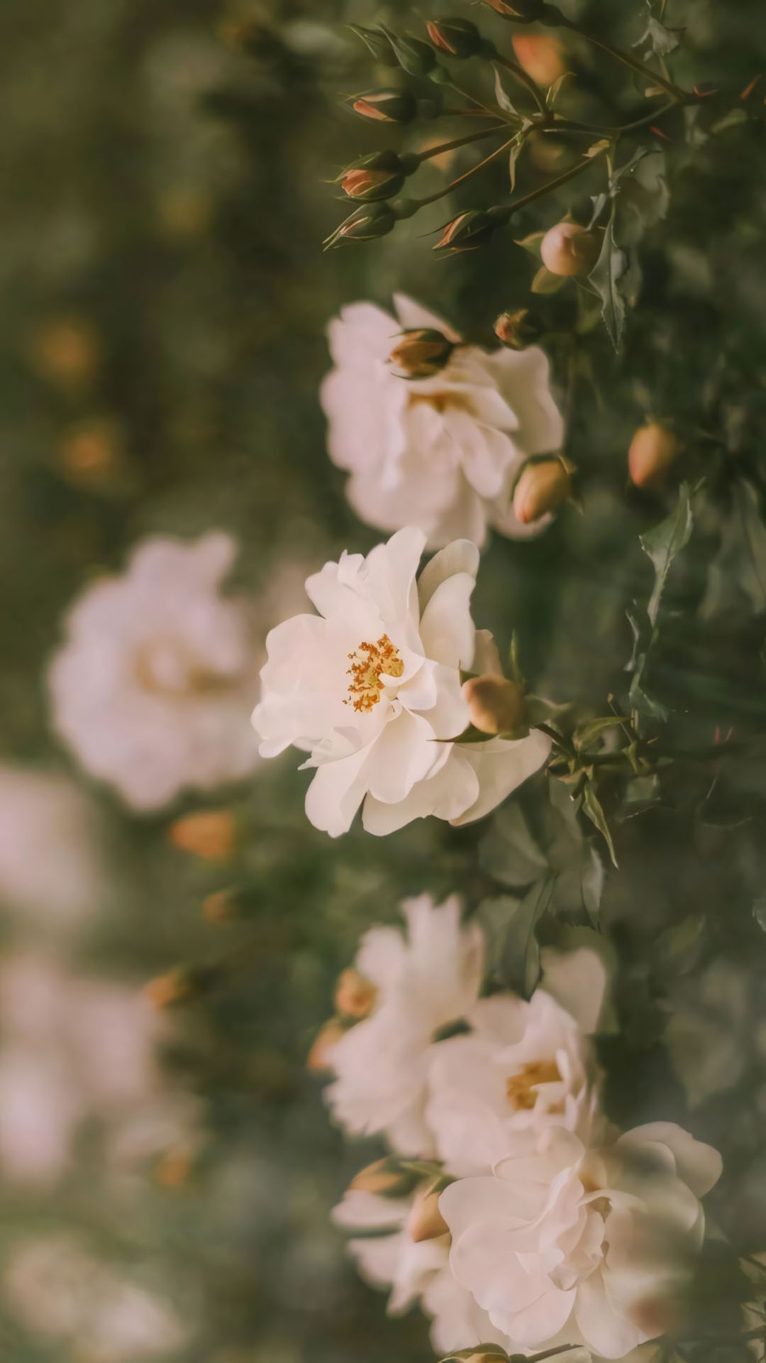 phong canh anh chill hoa buon 1920px 1080px full hd 7