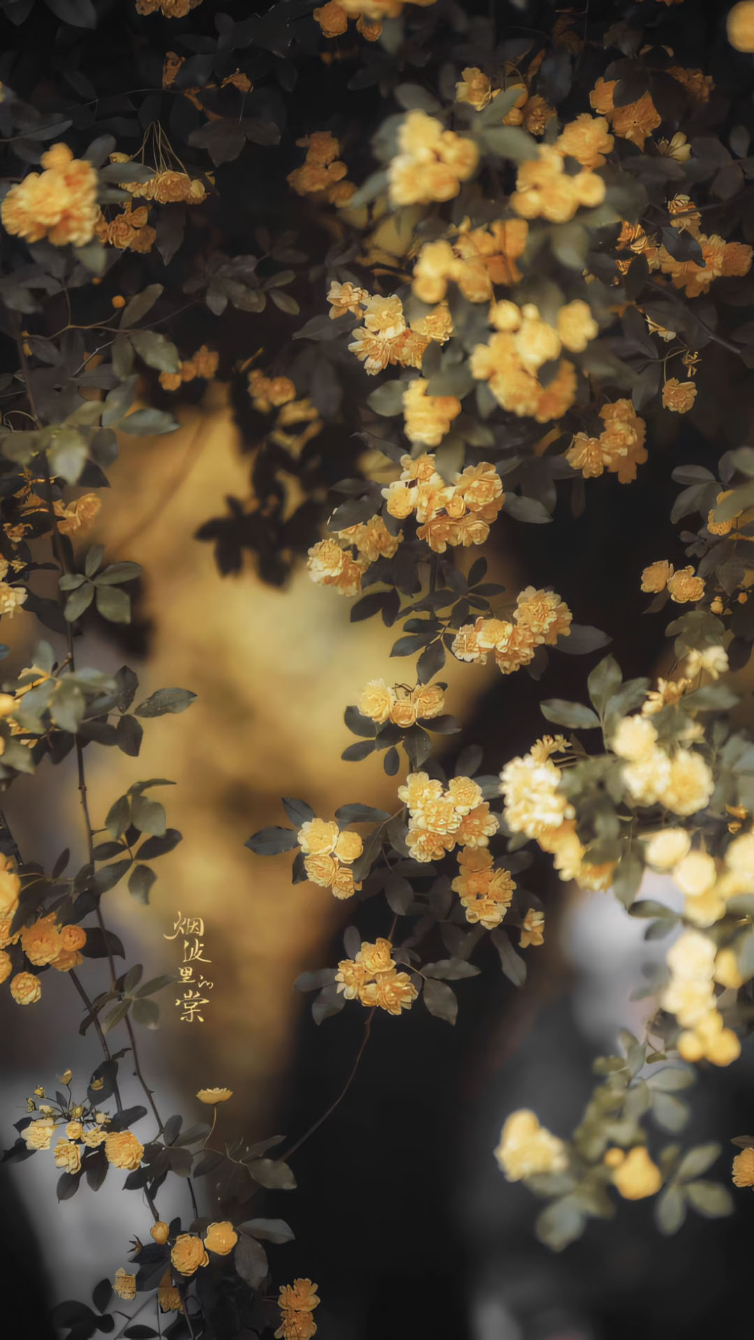 phong canh anh chill hoa buon 1920px 1080px full hd 6