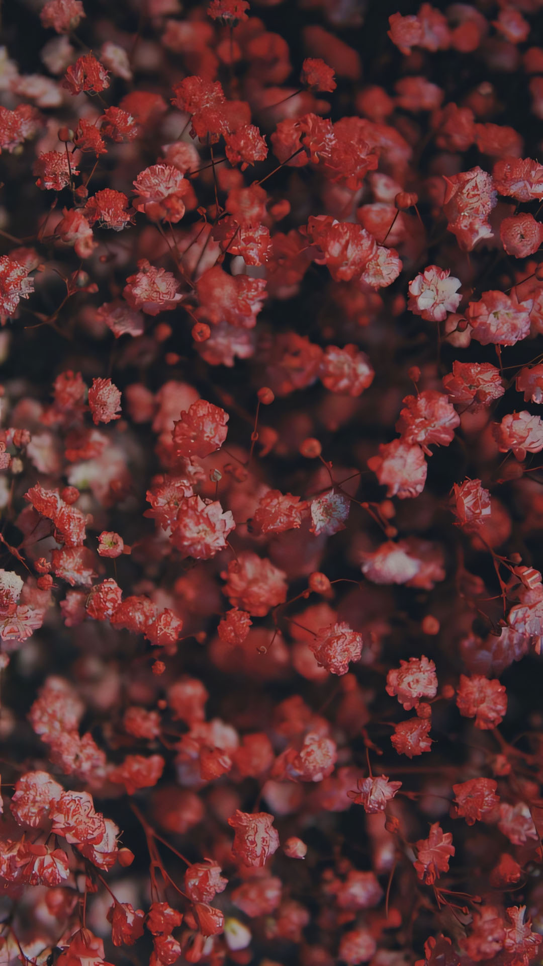 phong canh anh chill hoa buon 1920px 1080px full hd 5