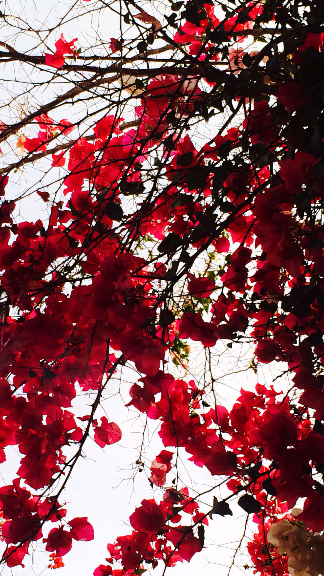 phong canh anh chill hoa buon 1920px 1080px full hd 3