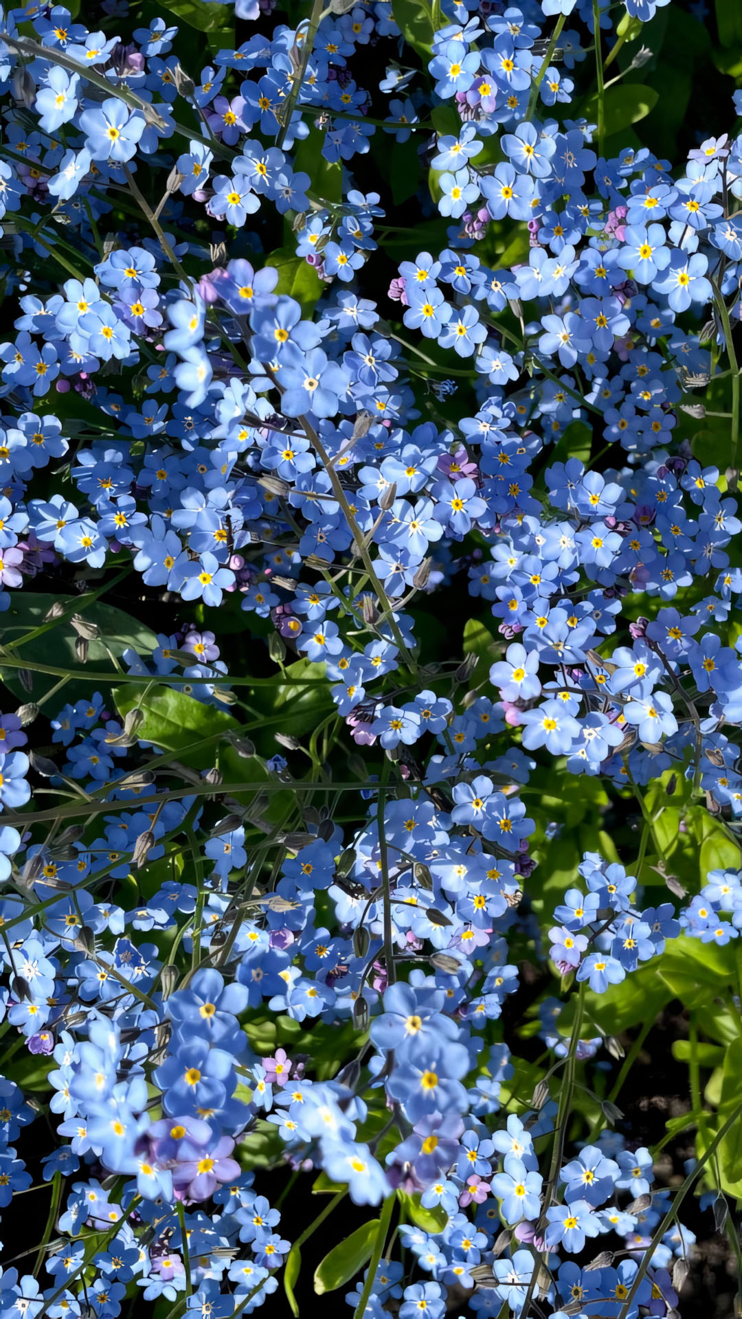 anh nen chill chill hoa buon 1920px 1080px full hd 5