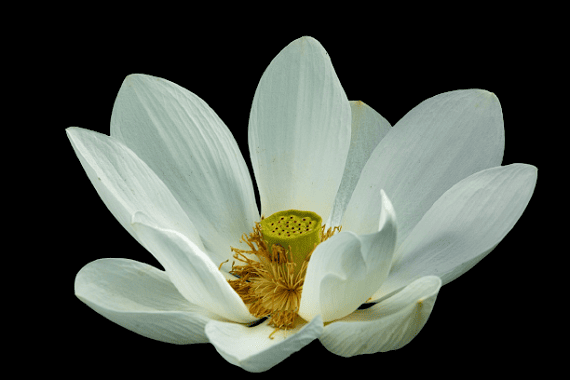 Hoa sen trắng tang lễ