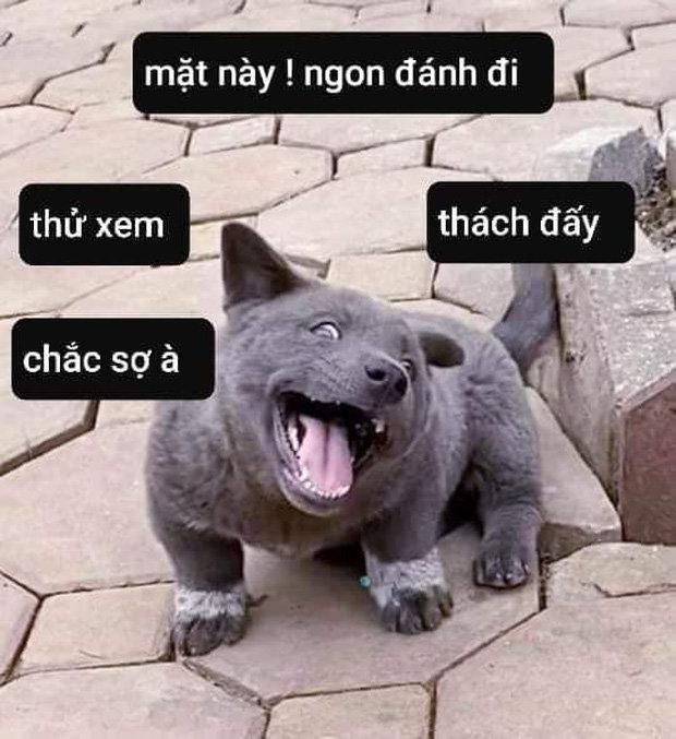 Tổng Hợp 99+ Ảnh Meme Đánh Nhau CỰC CHIẾN