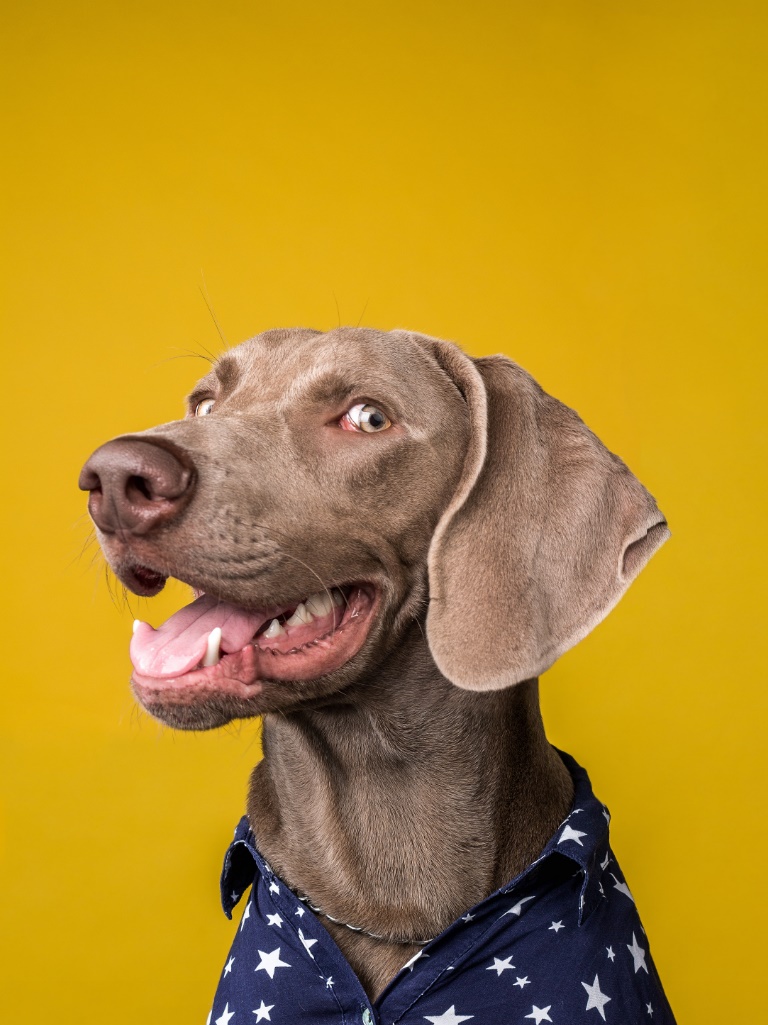 Ảnh chú chó Weimaraner nhìn liết