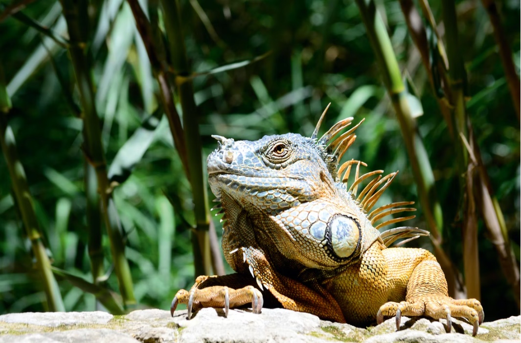 Ảnh Cừ Đà xanh Nam Mỹ