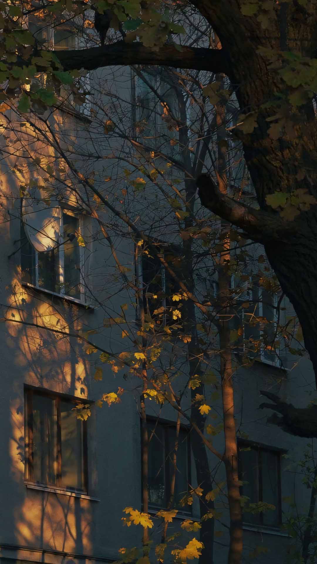 cay xanh phu tuong goi nho thoi xua 1920px 1080px full hd