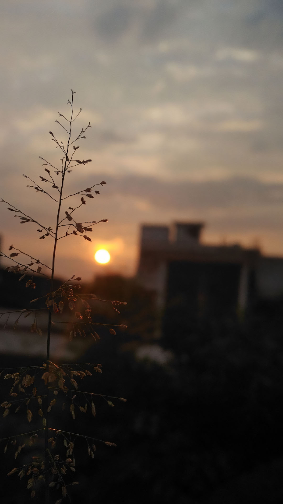 canh cay nho nen troi mo binh yen 1920px 1080px full hd