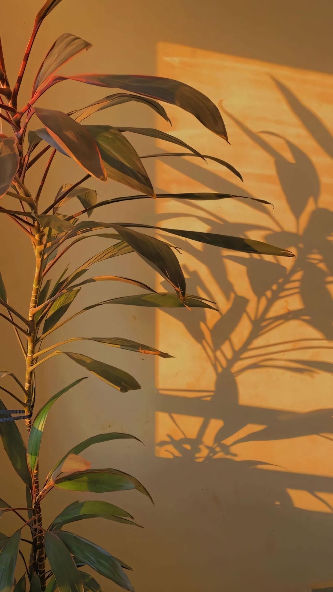 bong la in tuong vang tinh lang 1920px 1080px full hd