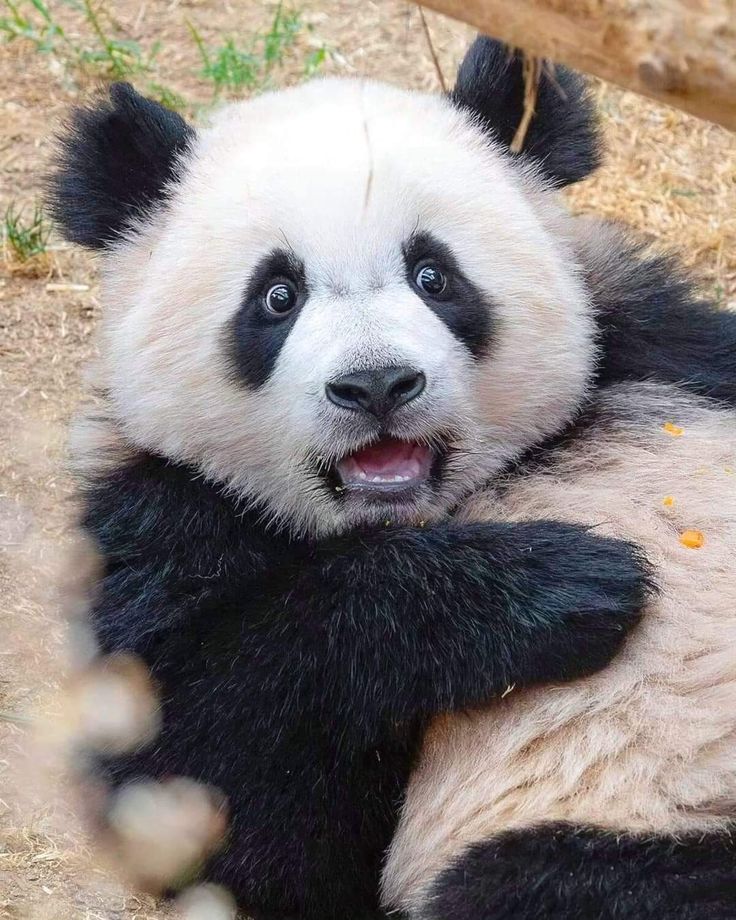 ảnh nền gấu trúc meme