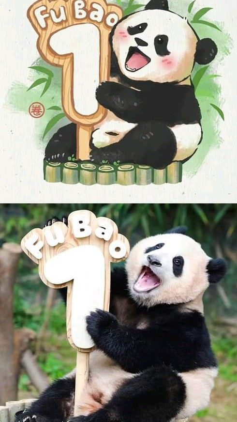 ảnh nền gấu trúc vô tri