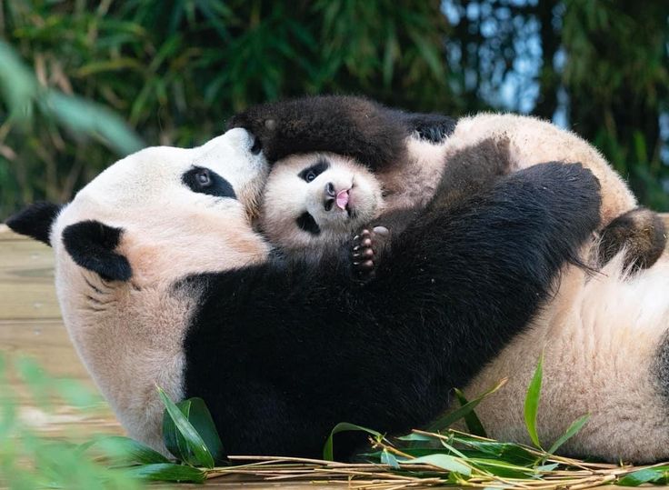 ảnh gấu trúc meme