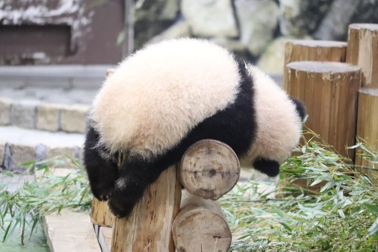 hình nền gấu trúc lúc ngủ