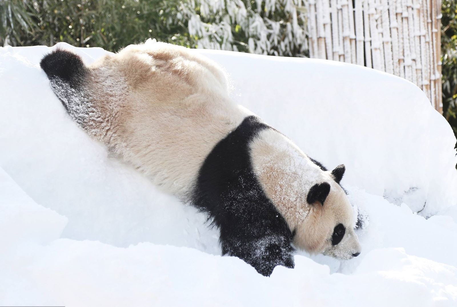 ảnh gấu trúc nghịch tuyết