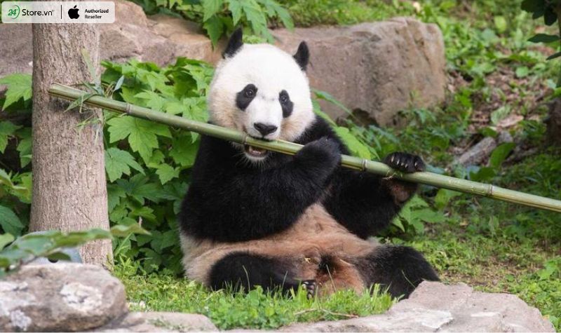 thức ăn của gấu trúc