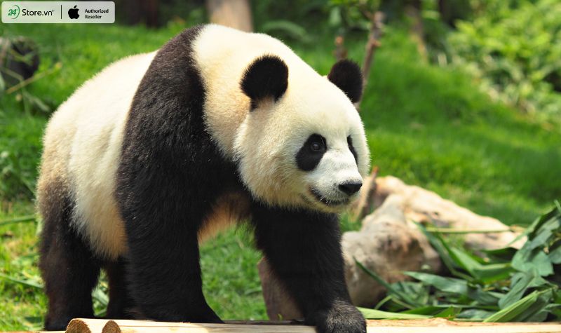 nơi sống của gấu trúc