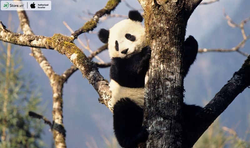 gấu trúc giỏi leo trèo