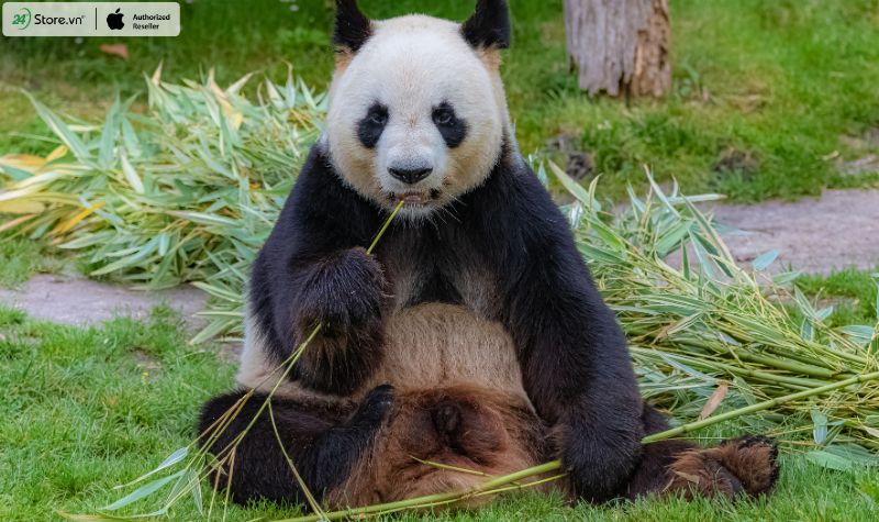 ngón tay cái giả của gấu trúc