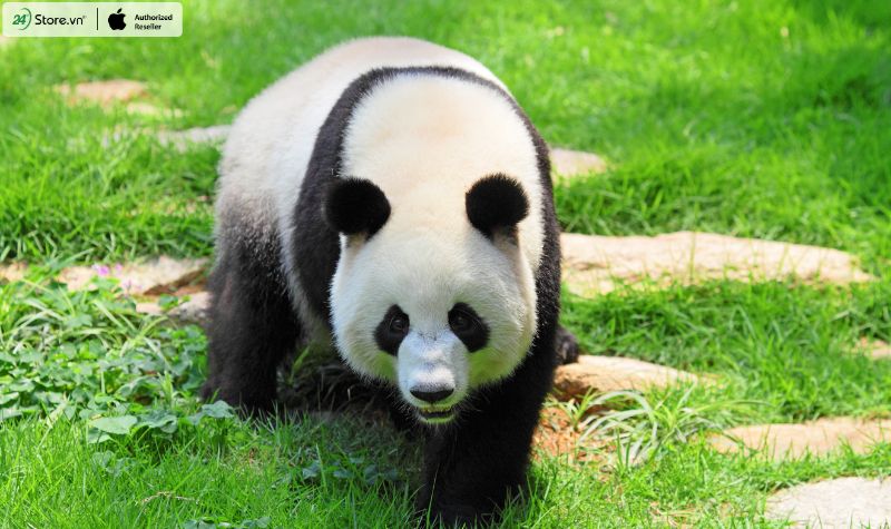 quốc bảo của trung quốc