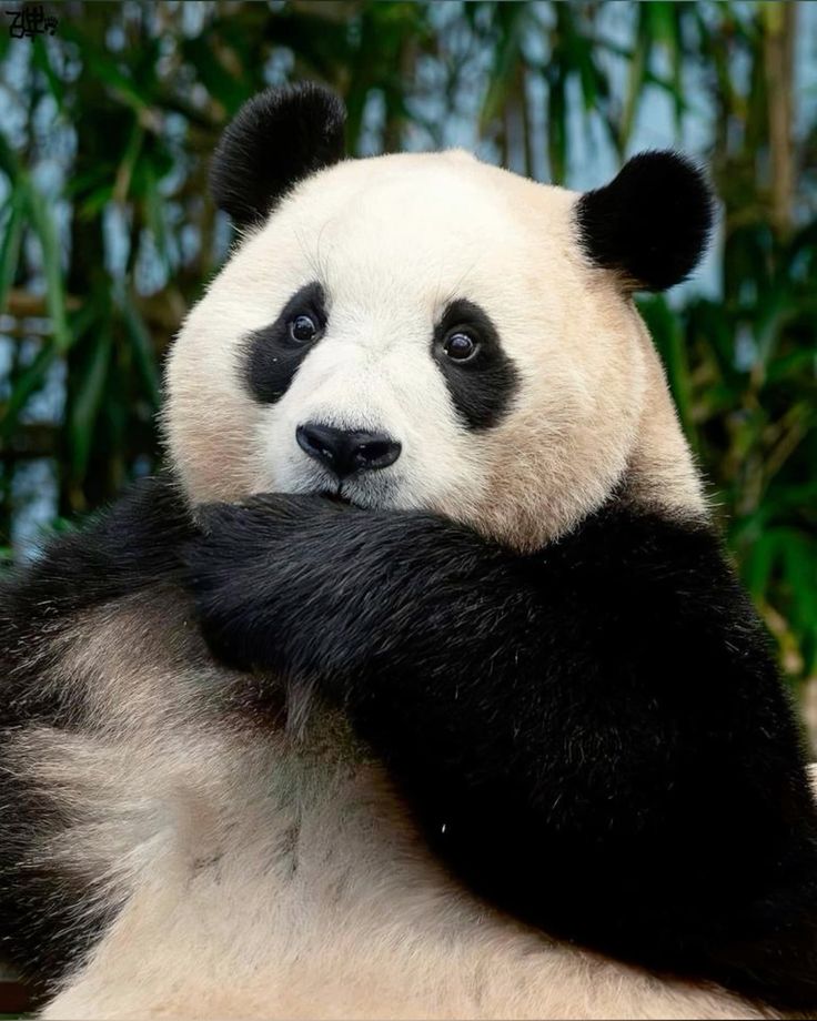 hình nền điện thoại gấu trúc fubao