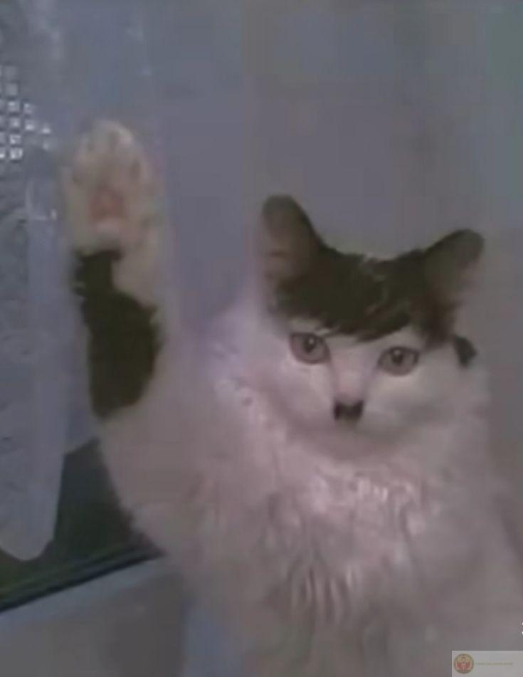 Cộng đồng mạng coi Hitler meme là biểu tượng hài hước trong ảnh chế hiện đại