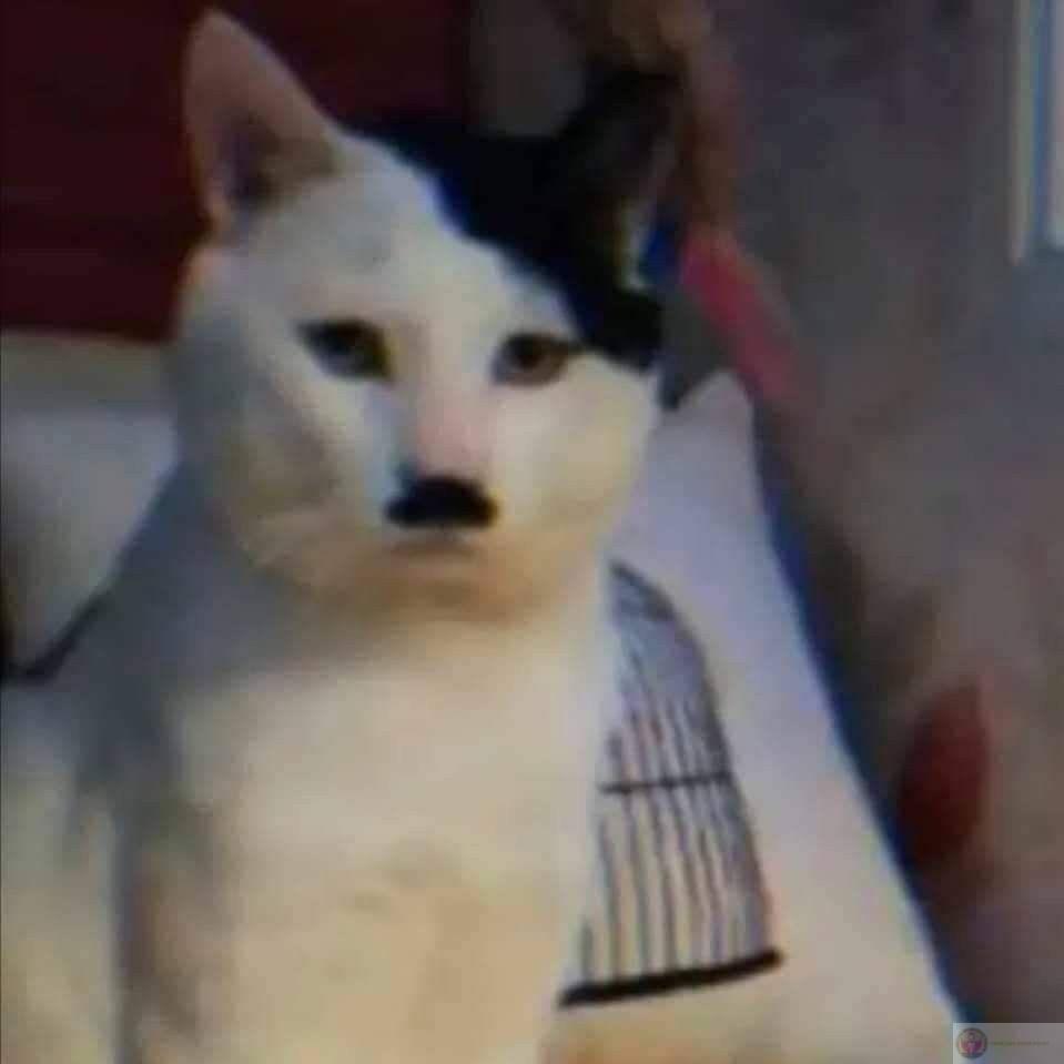 Mèo Hitler meme