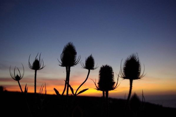 Phụ kiện Insta360