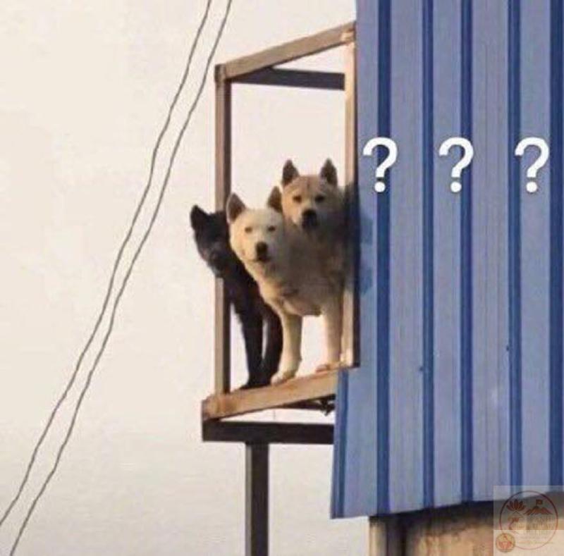 meme mèo hỏi chấm