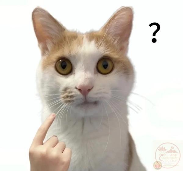 icon meme dấu hỏi