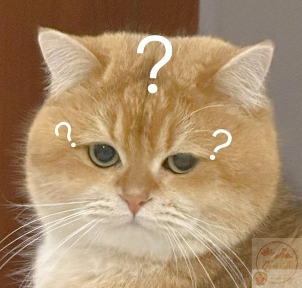 Meme hỏi dấu chấm ngạc nhiên