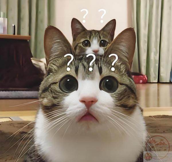 Meme hỏi ngạc nhiên