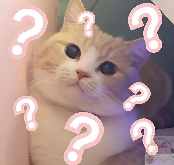 Meme hỏi cực ngơ