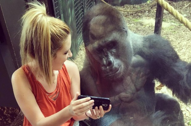 Chú khỉ đột thích chụp ảnh selfie, xem video trên điện thoại di động - Báo Quảng Trị điện tử