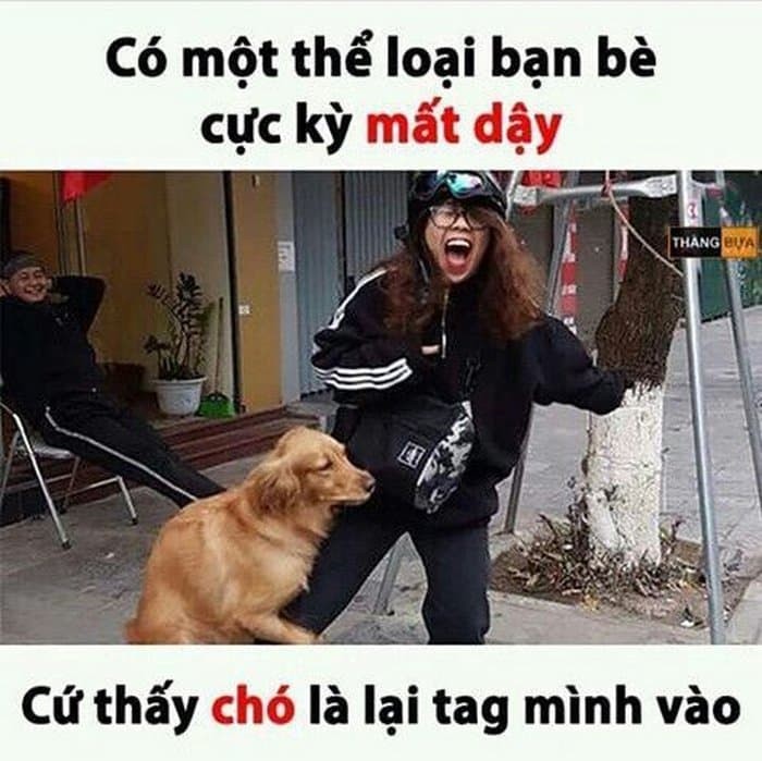 Hình nền chó mất dạy, phong cách troll cho mobile