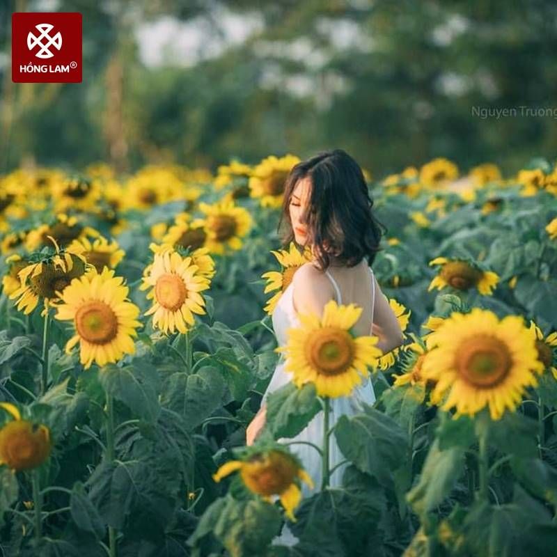 Thung lũng hoa Hồ Tây